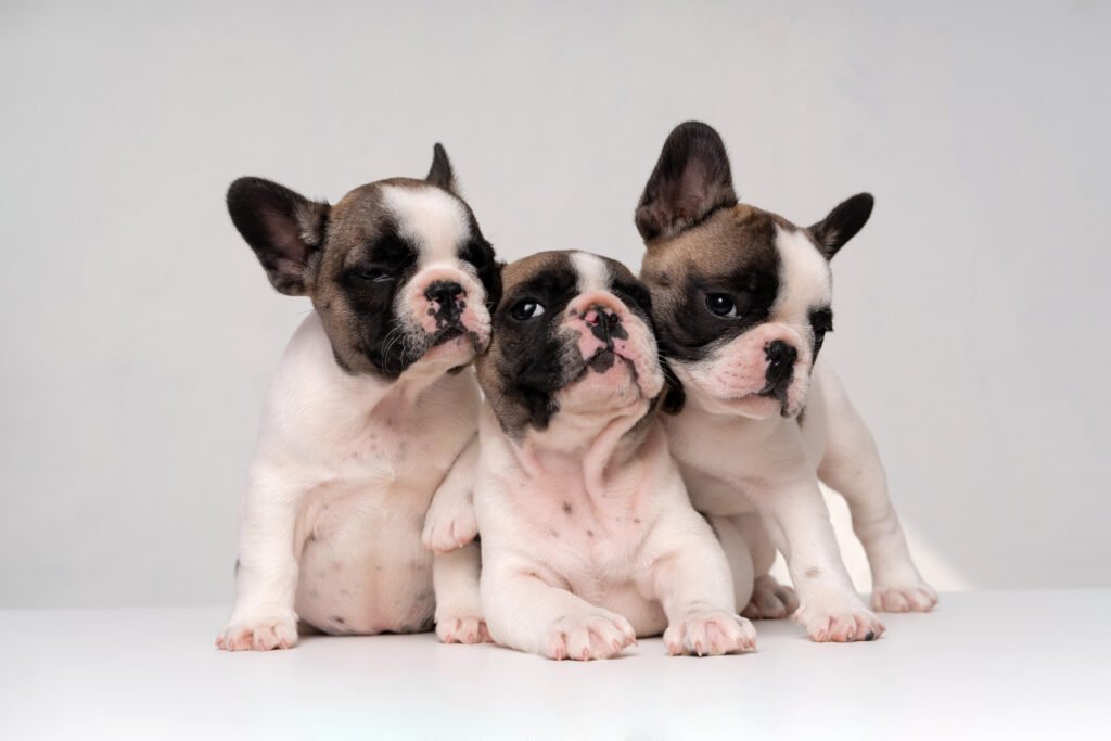 French bull Dogs Puppies