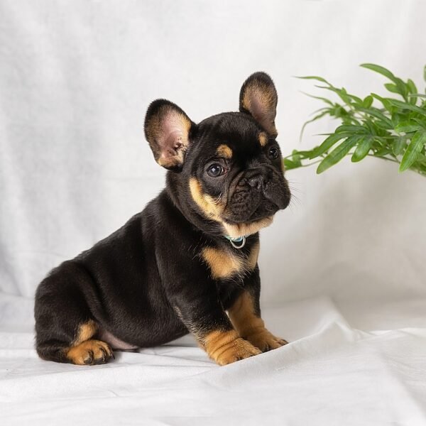 Asher - Image 2