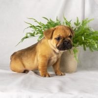 Alexa - Furever Canine - French Bulldog Puppy