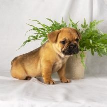 Alexa - Furever Canine - French Bulldog Puppy