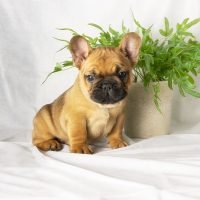 FureverCanine_Frenchie_Black_2