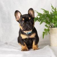 FureverCanine_Frenchie_Blue_1