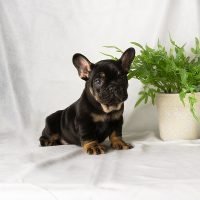 FureverCanine_Frenchie_Green_1