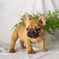 FureverCanine_Frenchie_Orange_3