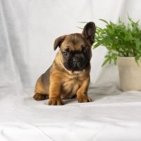 FureverCanine_Frenchie_Purple_1