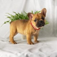 FureverCanine_Frenchie_Red_1