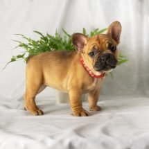 FureverCanine_Frenchie_Red_1