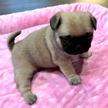 New Pug